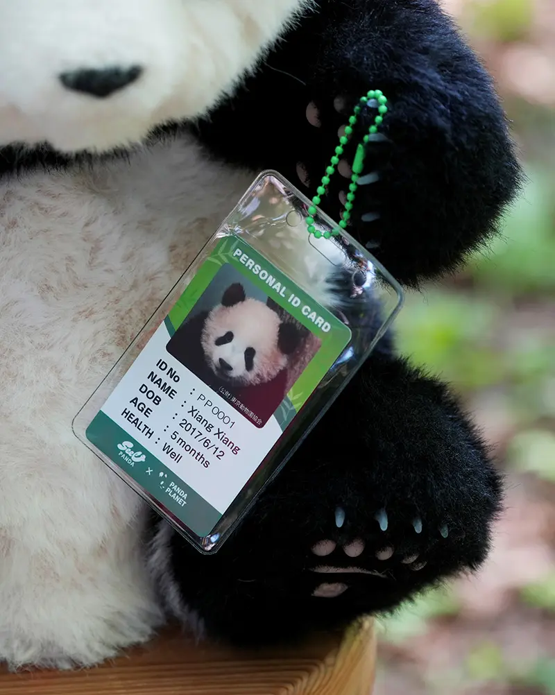 ５ヶ月齢？シャンシャン(香香)ぬいぐるみ　リアル 5ヶ月齢？シャンシャン(香香)ぬいぐるみ リアル 5ヶ月齢