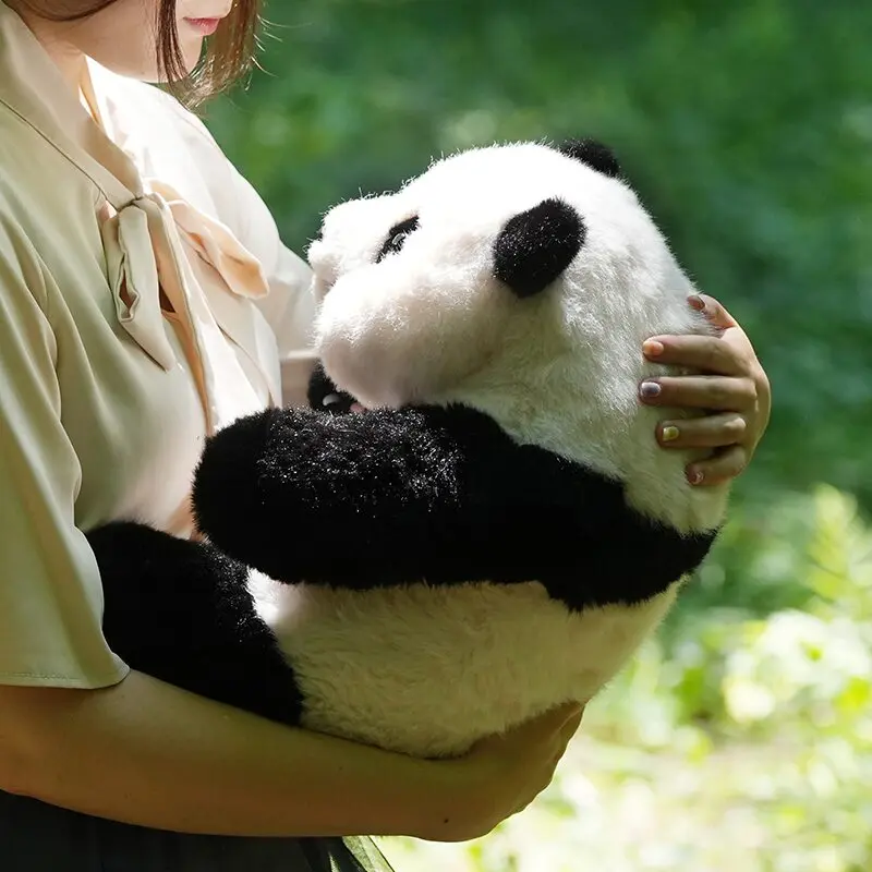 5ヶ月齢座り姿のリアルパンダ フーバオ | パンダプラネット