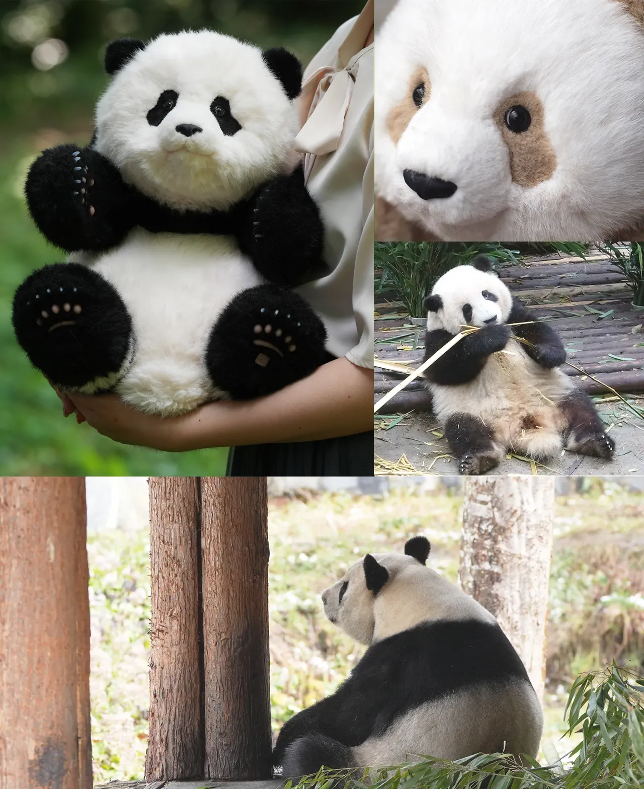 パンダプラネット | パンダの魅力を発信